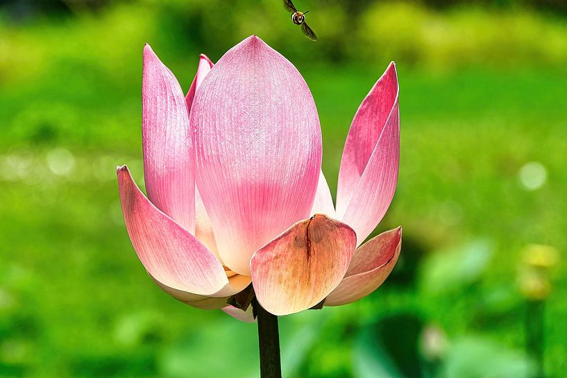 Heiliger Lotus/Indischer Lotus von Eduard Lamping