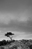Boompje van Hee, Terschelling