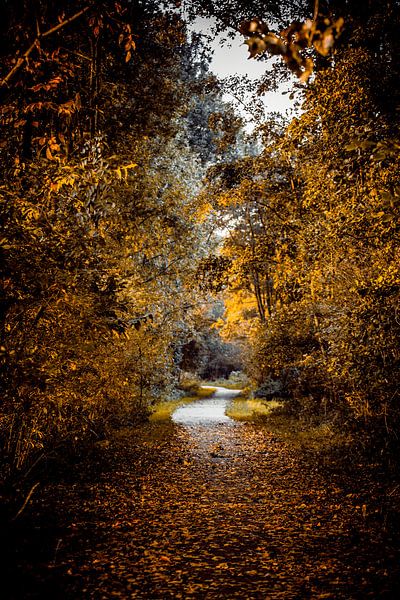 The golden lane by Fotografie Jeronimo