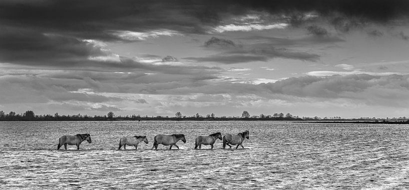 Konikhorses Holland by Peter Bolman