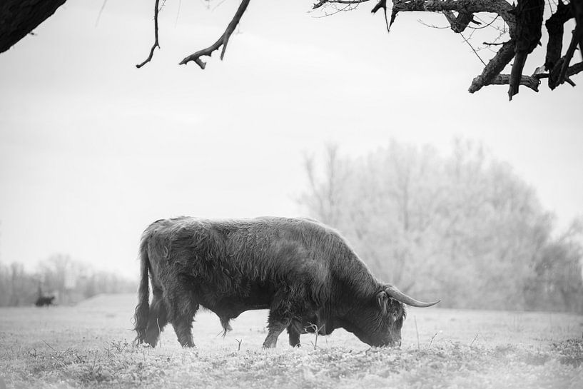 Neblige Vormittage von Cristel Brouwer