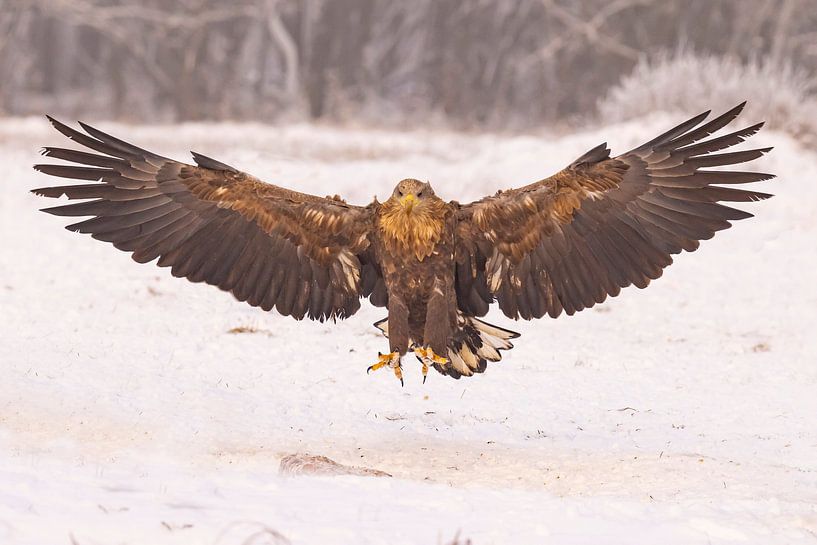 Seeadler (Haliaeetus albicilla) von Gert Hilbink
