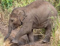 Dombo le petit éléphant au Sri Lanka