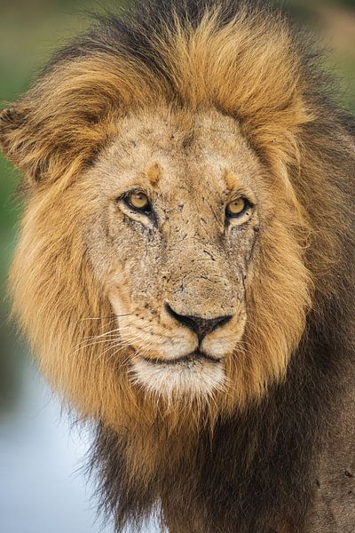 Portrait of a scarred male lion by Simone Janssen