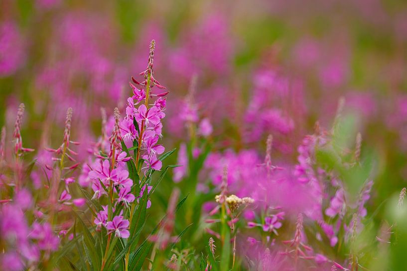 Weidenröschen am Alaska Highway von Roland Brack