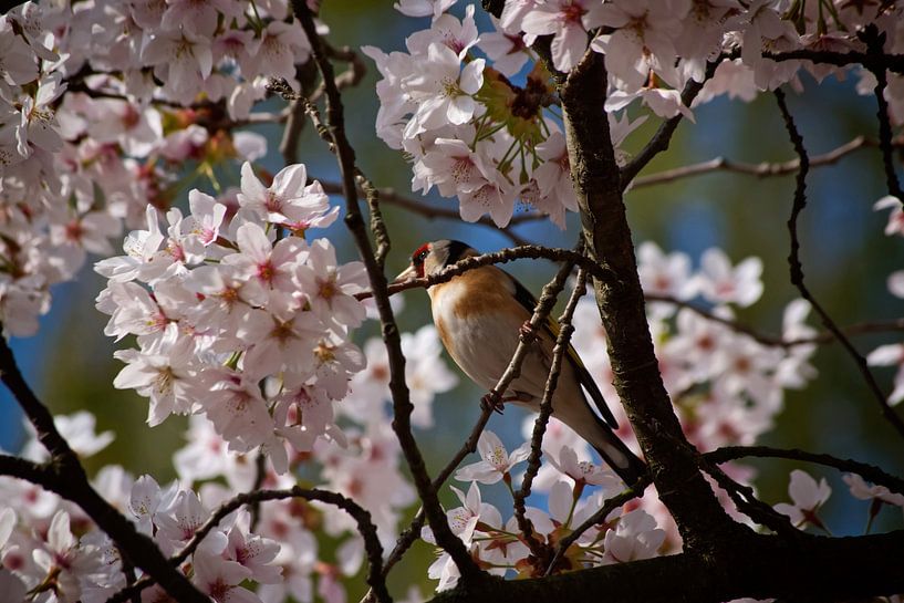 Goldfinch between cherry blossoms II by Marlika Art