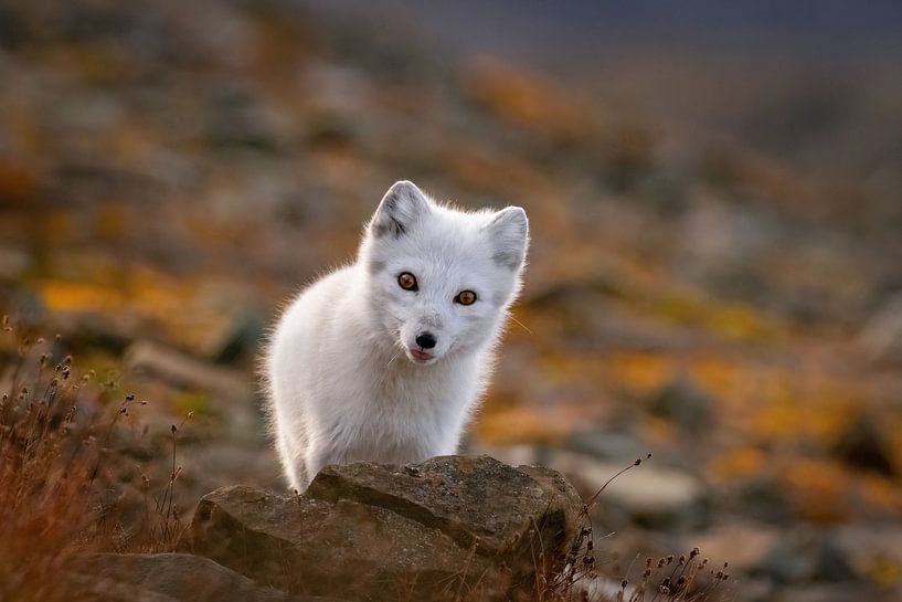 Curious arctic fox cub in autumn by AylwynPhoto