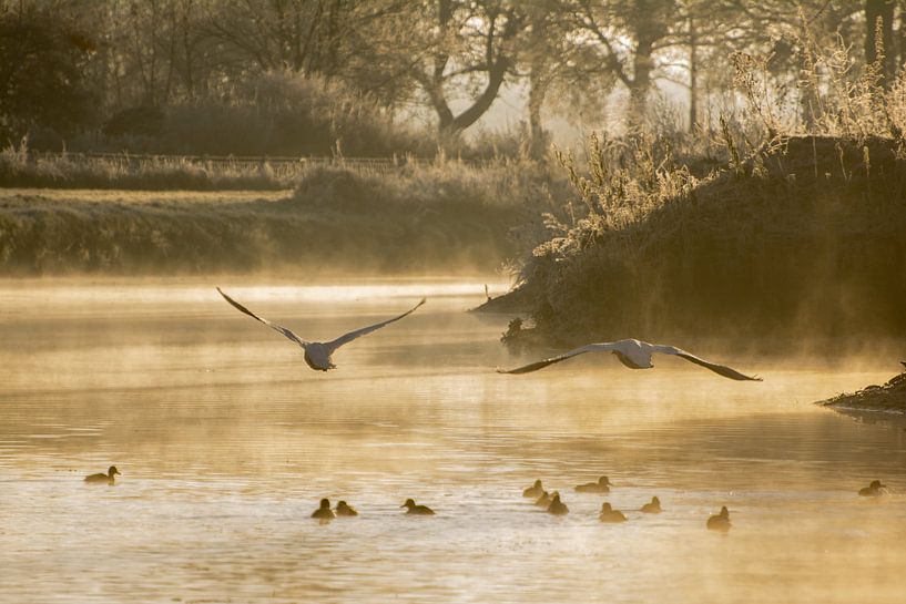 Zwanenvlucht von Marjolijn Barten