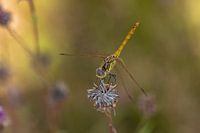 Ziegelroter Heidelibel