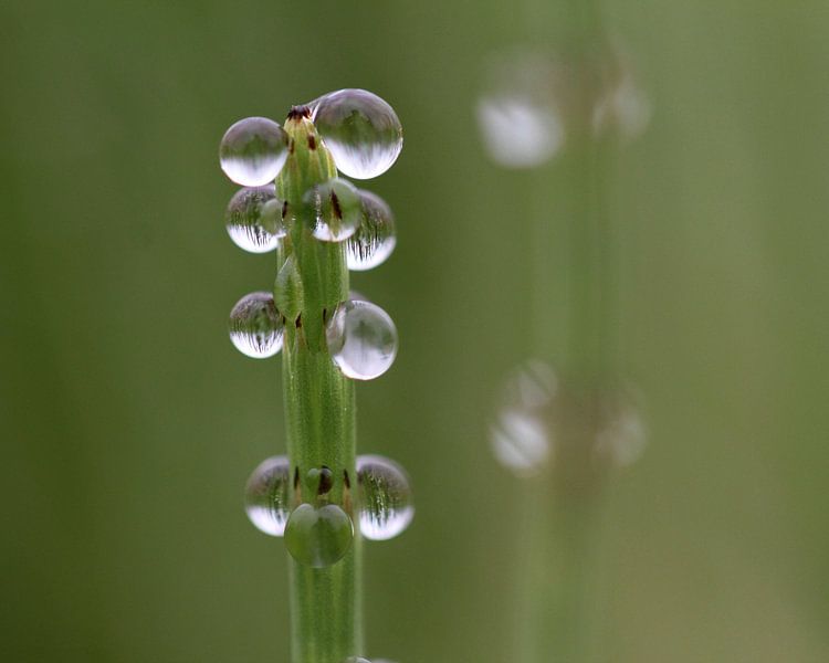 Heremoes von Dick Vermeij