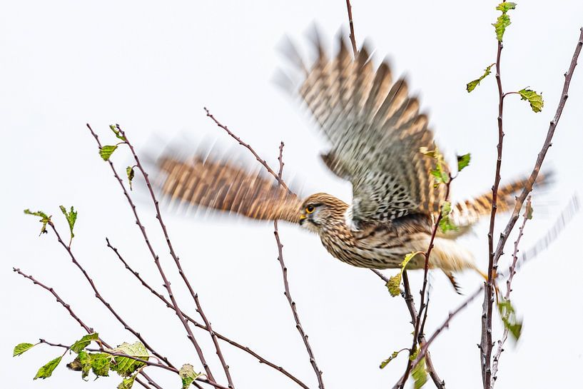 Abheben von Ruud Peters