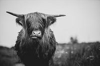 Scottish Highlander cow