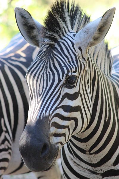 Zebra Nahaufnahme von Jennifer van Wijk