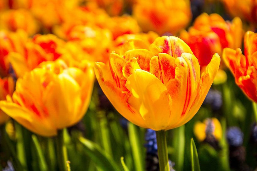 Fleurige tulpen par Stedom Fotografie