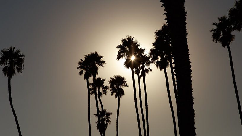 Palm trees, silhouettes, Santa Barbara, California, United States by Guido van Veen