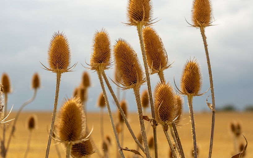Dry teasel seedheads by Achim Prill