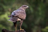 Bussard