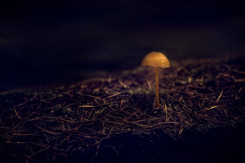 Alone in the Dark by Tim Abeln