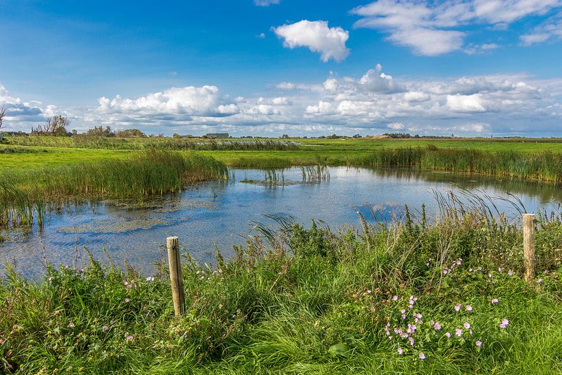 Reed-Sumpf von René Roos
