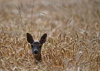 Roe dans le champ de blé