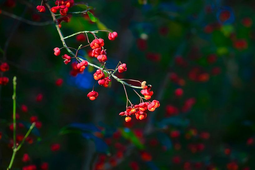 Paon par Thomas Jäger