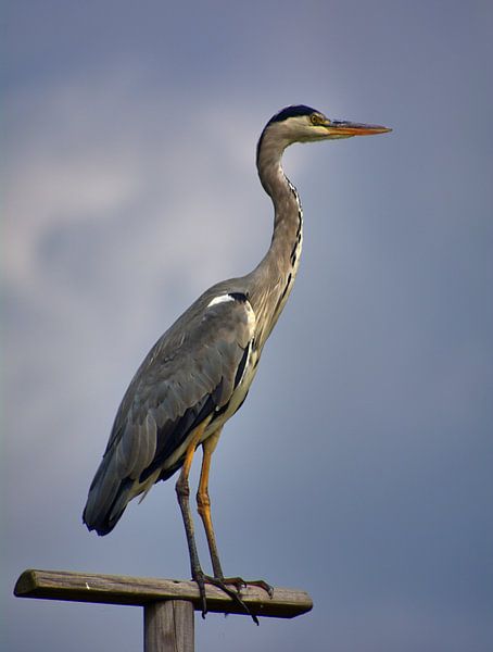 Héron cendré par Edgar Schermaul