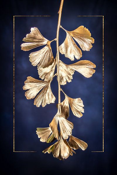 Ginkgo par Steffen Gierok