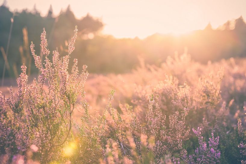 Coucher de soleil atmosphérique sur la lande par Fotografiecor .nl