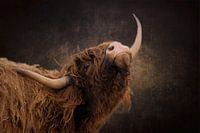 Schottischer Highlander zeigt seine Hörner