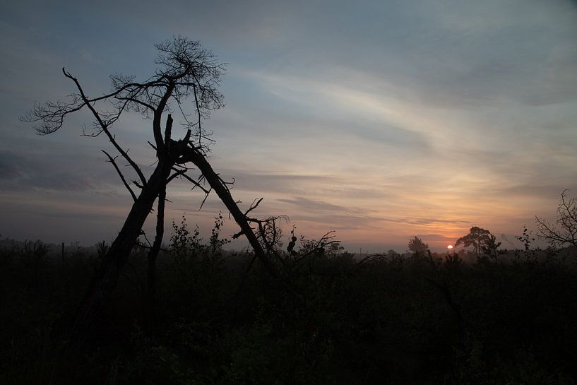 The rough peat by Theo Bauhuis