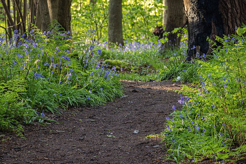 Sentier sinueux dans la forêt avec des jacinthes sauvages à Wildrijk in Sint Maartensvlotbrug par Bram Lubbers