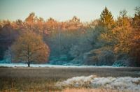 Frozen Evening Sun 3. Golden Hour Winter.