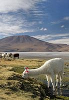Alpaga broutant devant un paysage volcanique