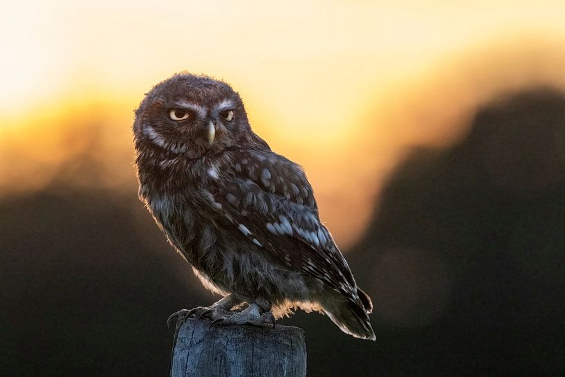 Petite chouette au coucher du soleil par Michelle Peeters