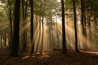 It's raining sunbeams