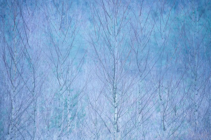 Abstract birch forest by Elles Rijsdijk
