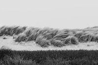 Schwarze und weiße Dünen im Westduinpark in Scheveningen