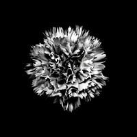 Carnation photographed as floral art