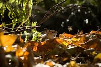 Ausgeschnittene Papiermaus zwischen Blättern (Große Waldmaus, Apodemus sylvaticus)