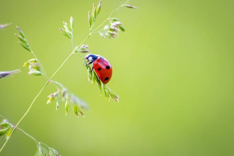 La petite coccinelle porte chance dans la maison par Your Happy Life