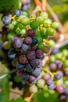 Bunch of mixed green and red grapes