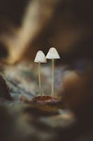 Pilze - Die stillen Wächter des Waldes