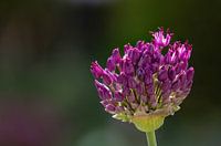 Nahaufnahme eine lila Allium-Blüte