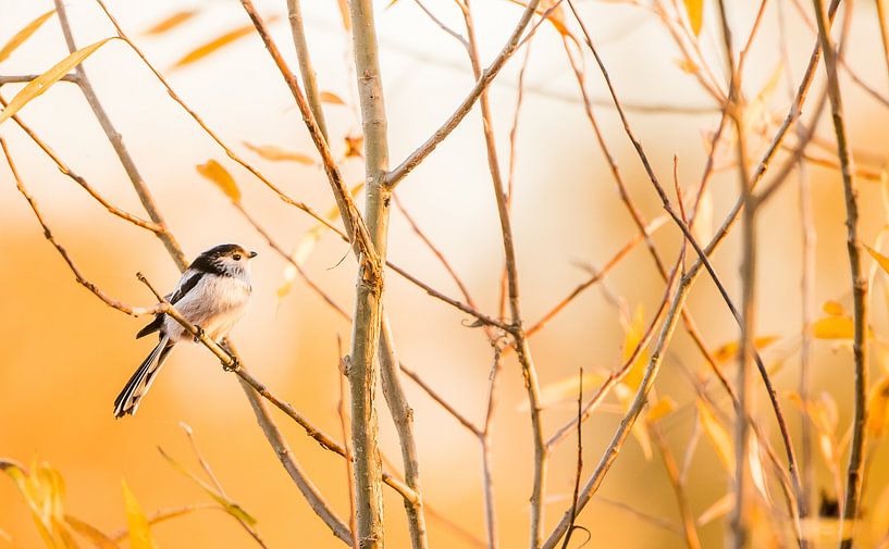 Schwanzmeise von Danny Slijfer Natuurfotografie