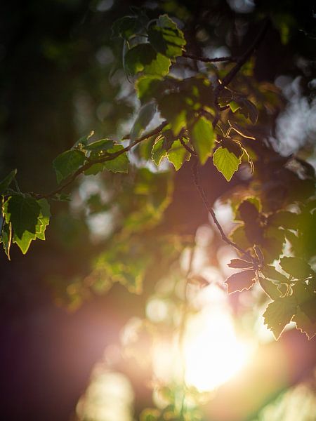 Fresh light by Mattijs Diepraam