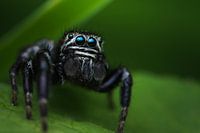 Springspinne