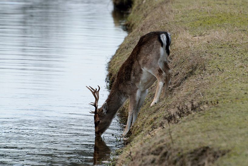 Dunes d'approvisionnement en eau de Damhert Amsterdam par Merijn Loch