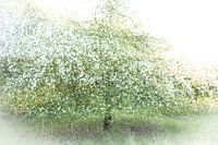 Blühender Apfelbaum