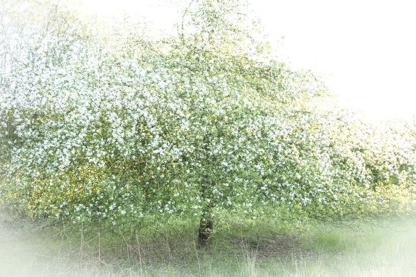 Blossoming apple tree by Guido Rooseleer