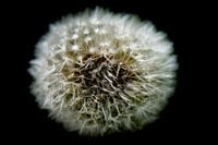 Taraxacum - paardenbloem - plant
